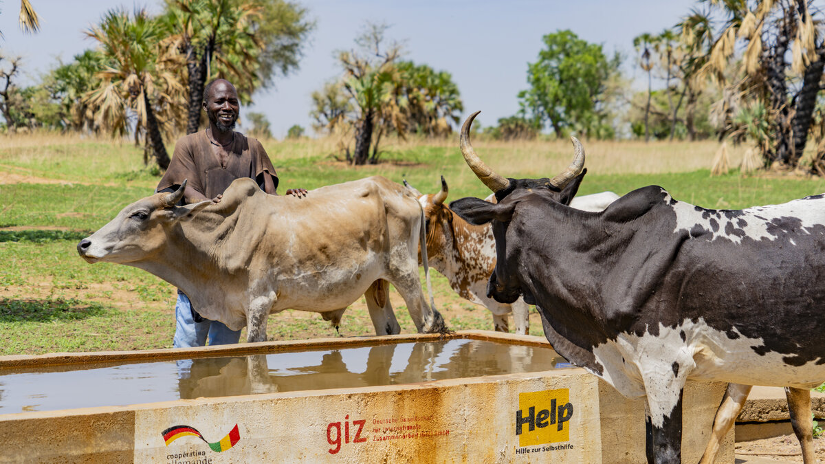  Cattle standing in front of a well