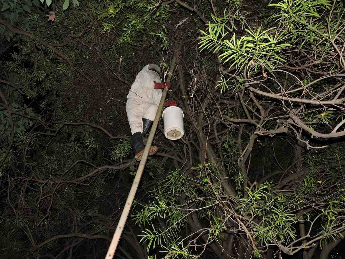 Imker auf der Leiter in Simbabwe