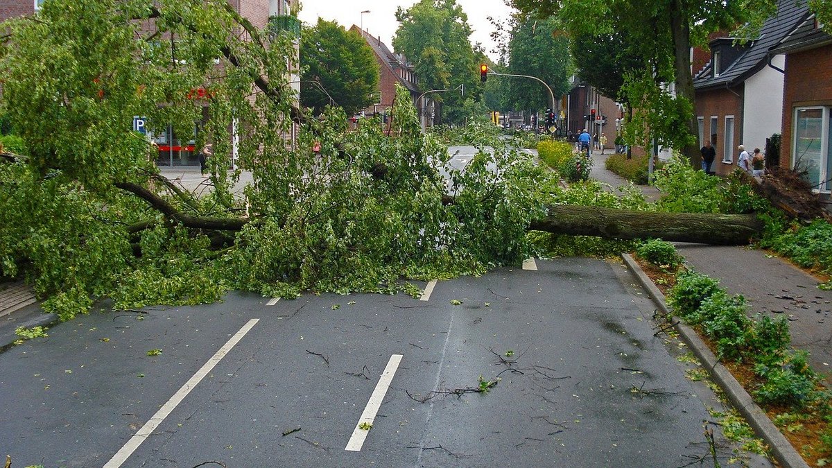 Umgestürzter Baum infolge eines Orkans