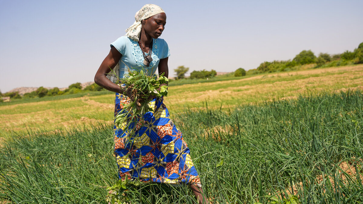 A Chadian woman working in the fields