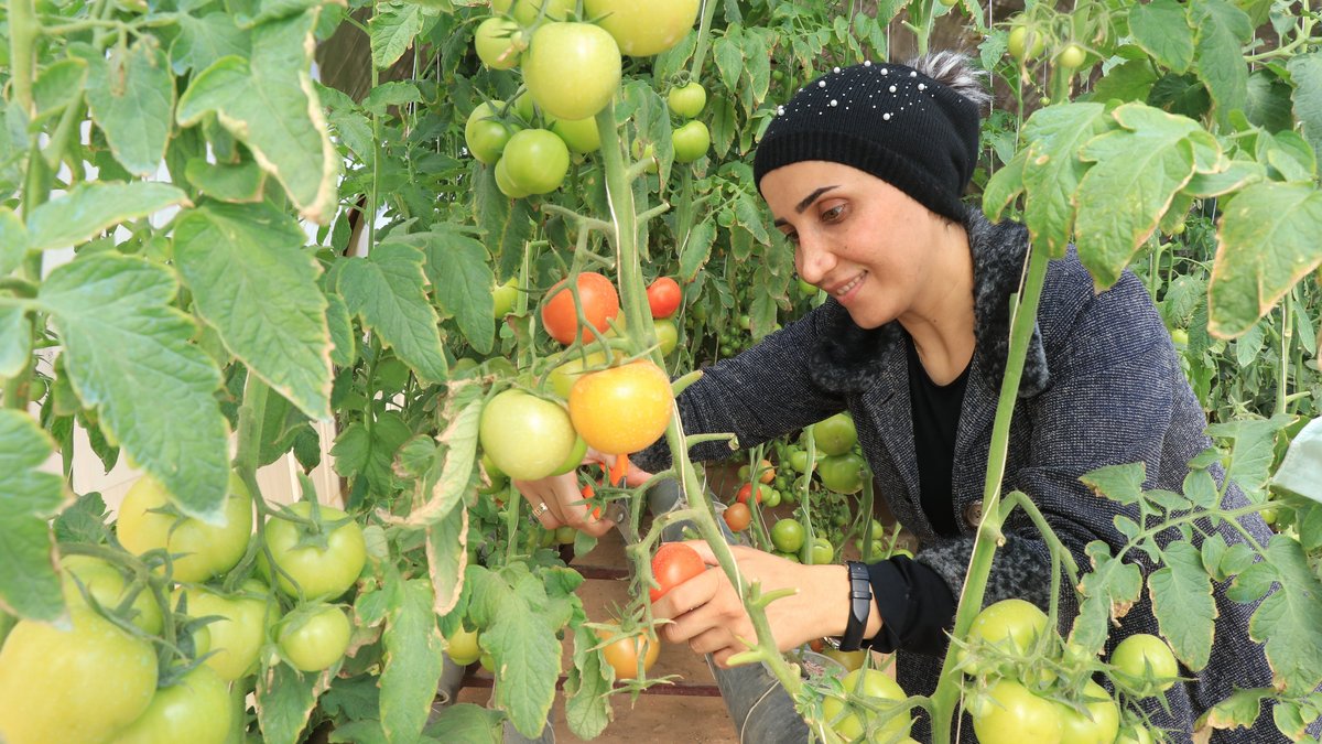 Kleinbäuerin aus Syrien erntet Tomaten