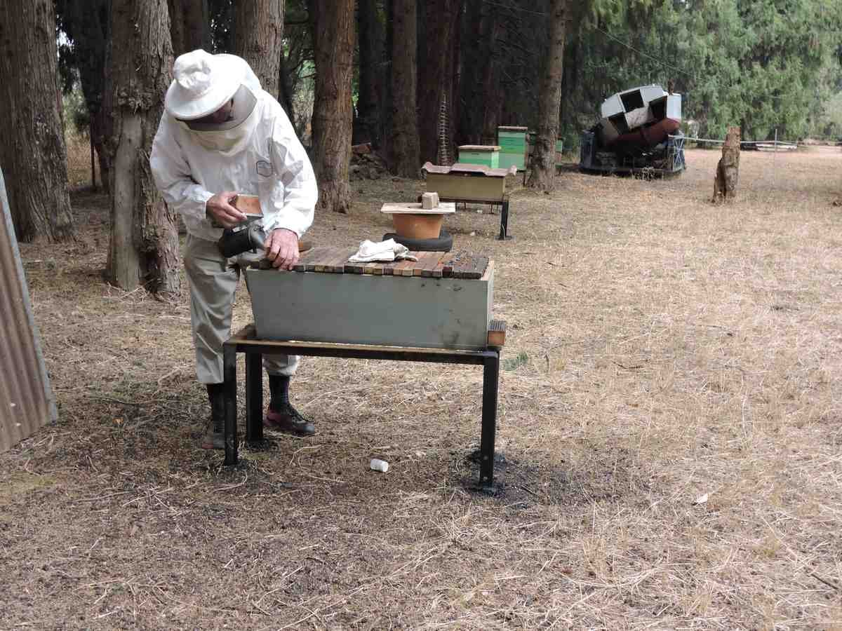 Imker am Bienenstock 