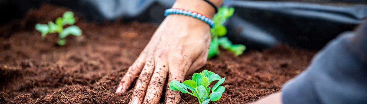 Nahaufnahme: Zwei Hände pflanzen einen Setzling