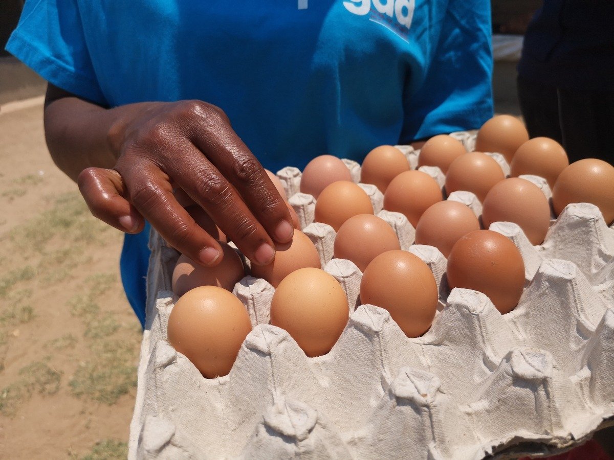 Eierproduktion in Simbabwe