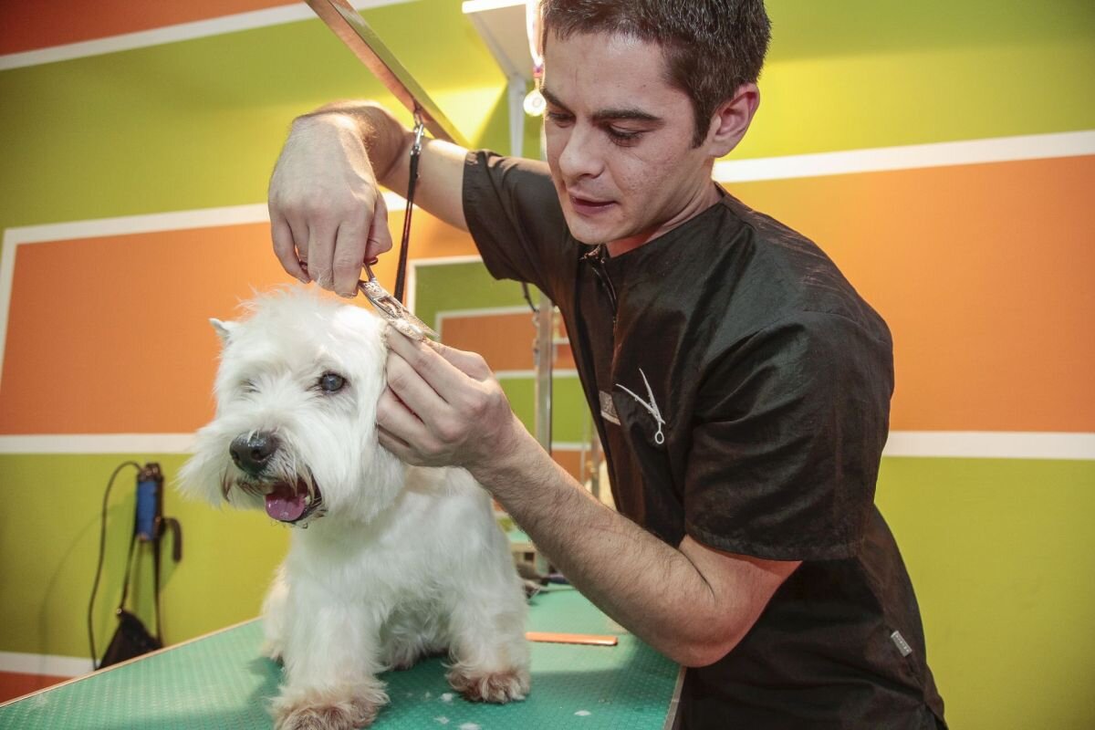 Hundefriseur in Serbien