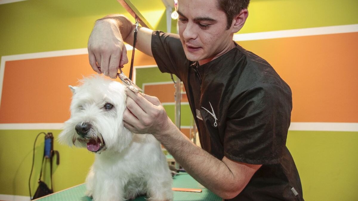 Hundefriseur in Serbien