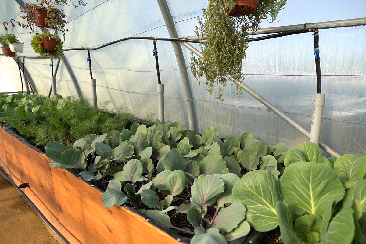 Urban Gardening in Jordanien