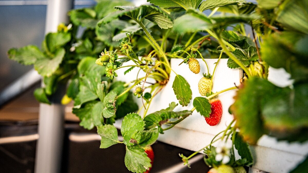 Erdbeeren im Gewächshaus