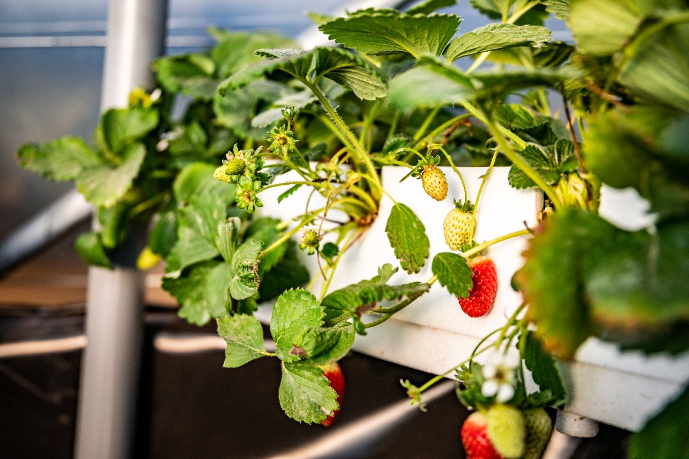 Erträge von Urban Gardening in Jordanien