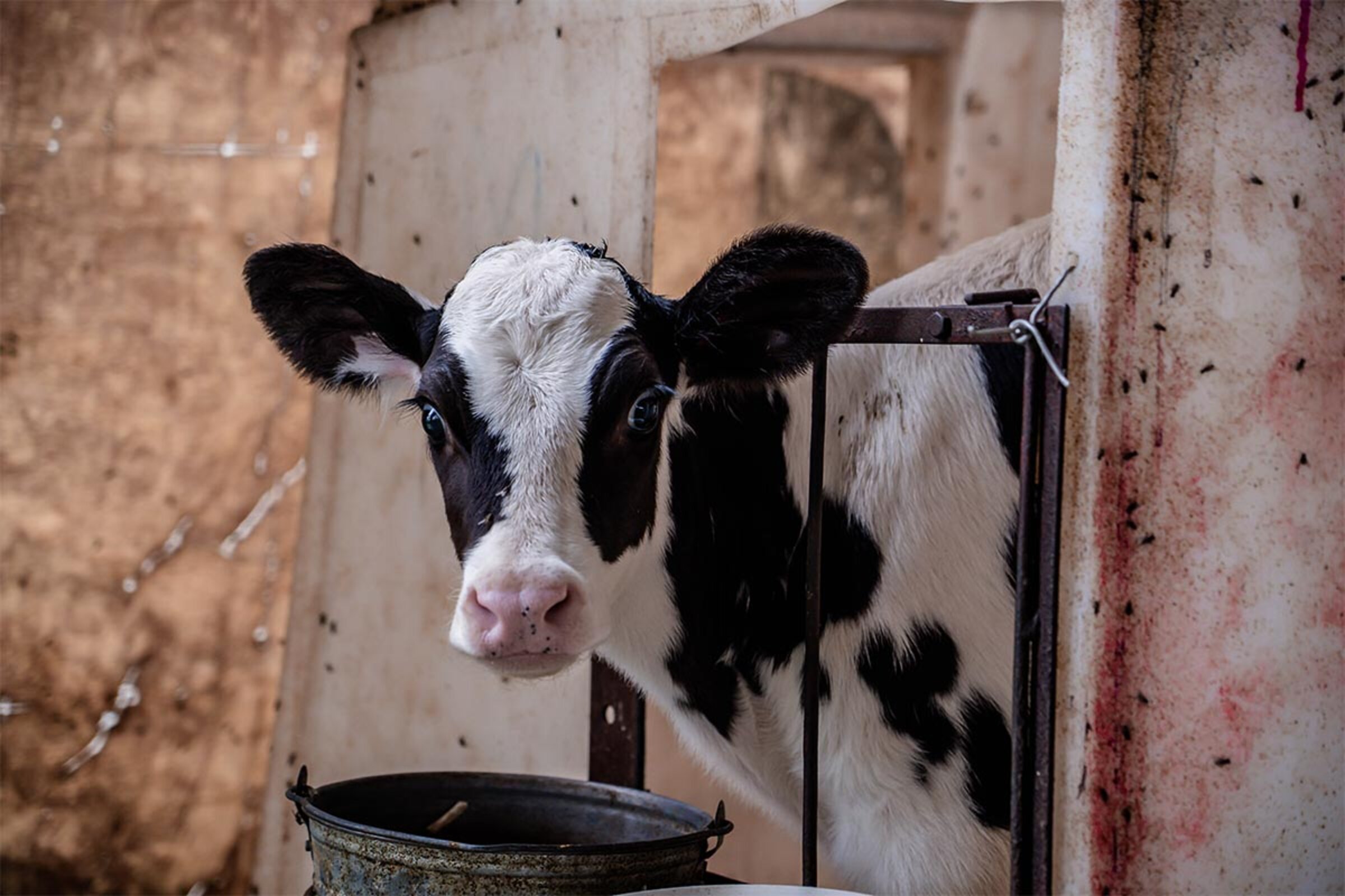 Kalb im Stall