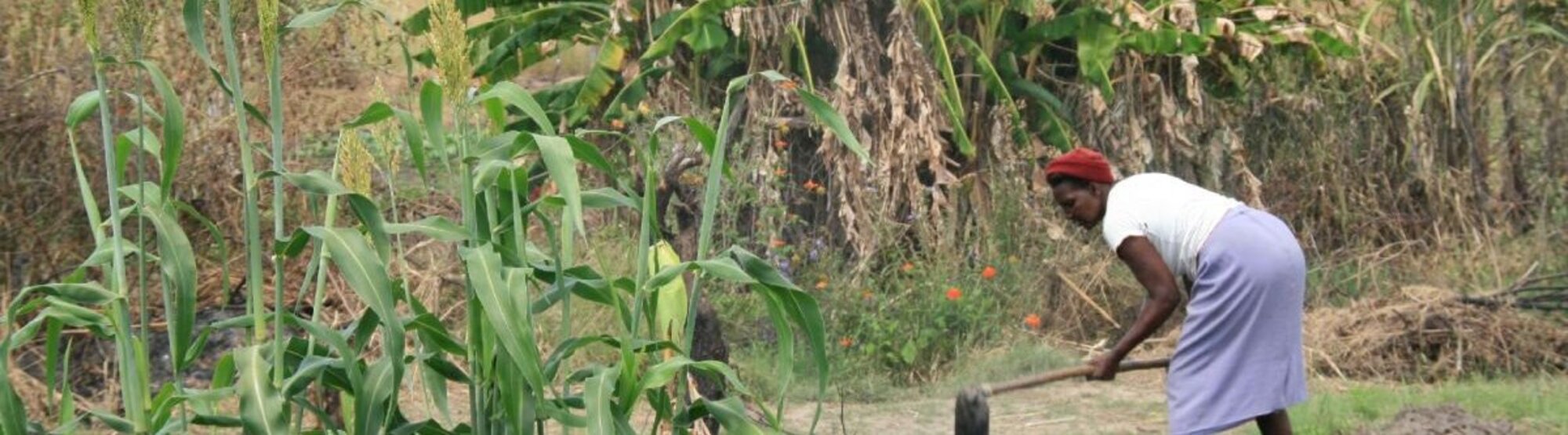 Landwirtschaftliche Trainings für Kleinbauern in Simbabwe