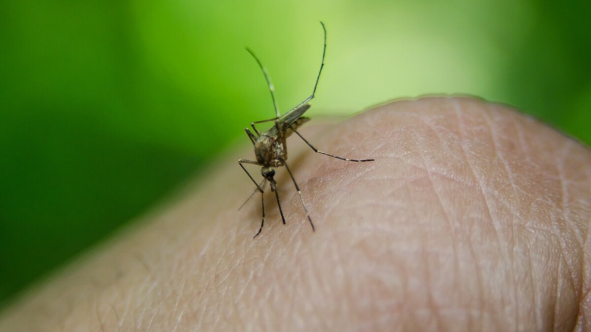 Asiatische Tigermücke auf Haut 