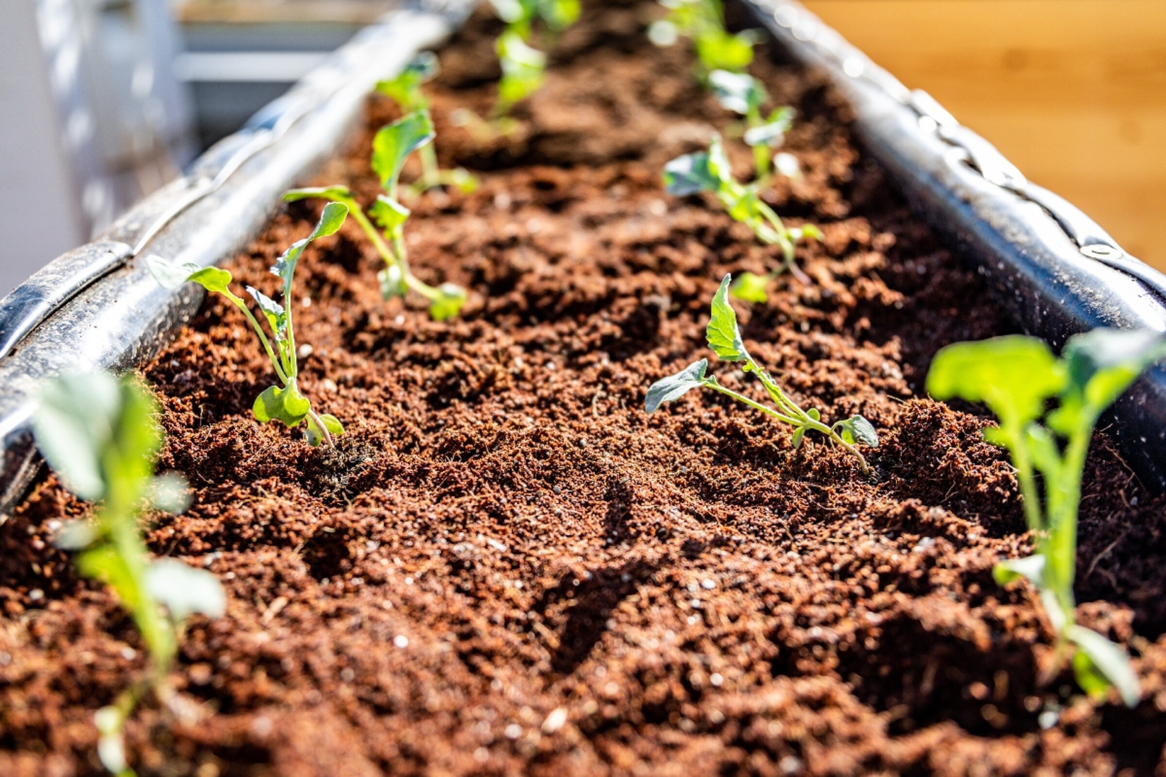 Urban Gardening in Jordanien