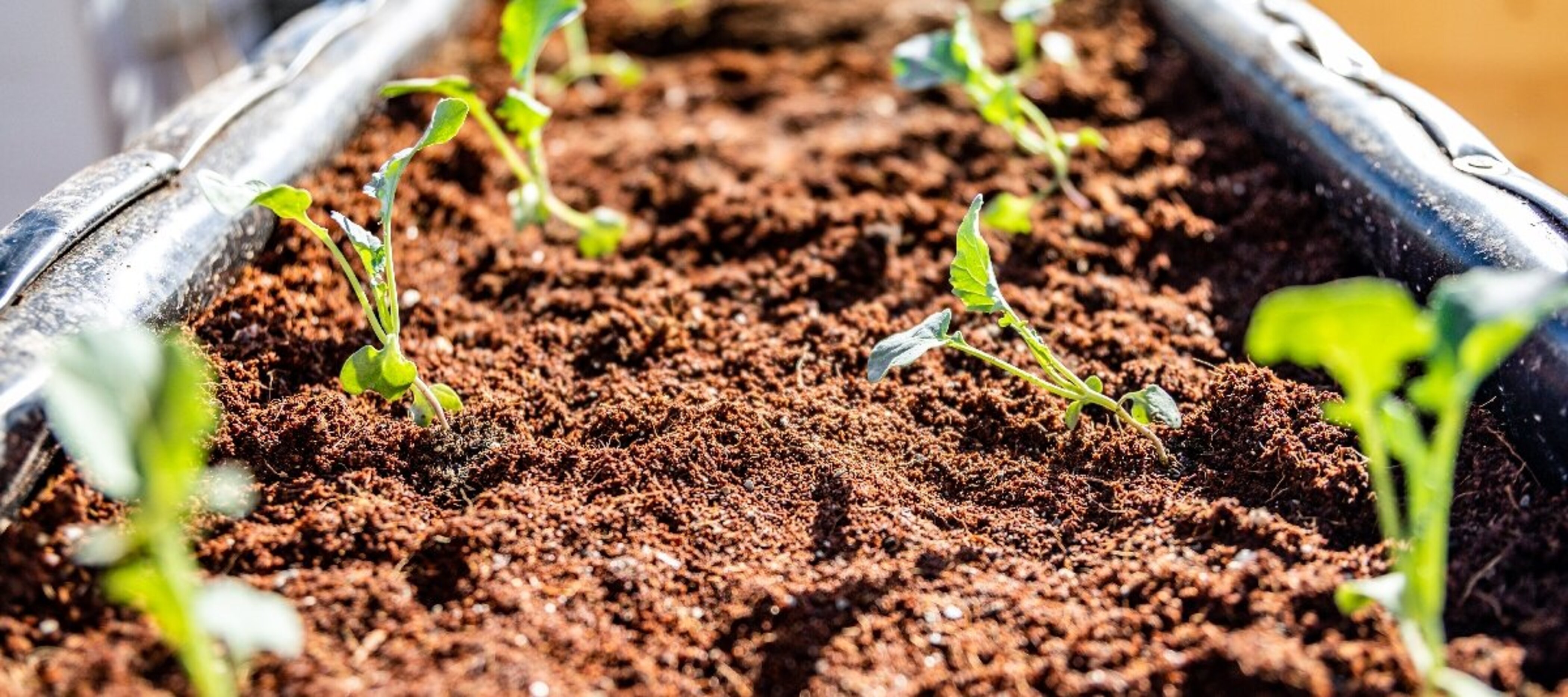 Urban Gardening in Jordanien