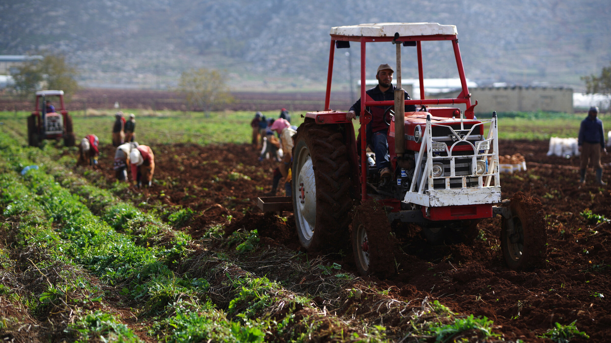 Kartoffelernte im Libanon