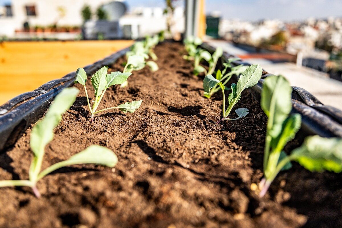 Erste Setzlinge des Urban Gardening 