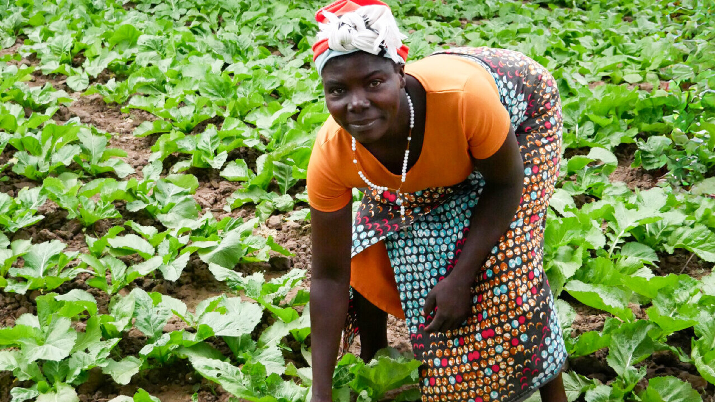Eine Kleinbäuerin aus Malawi bei der Salaternte
