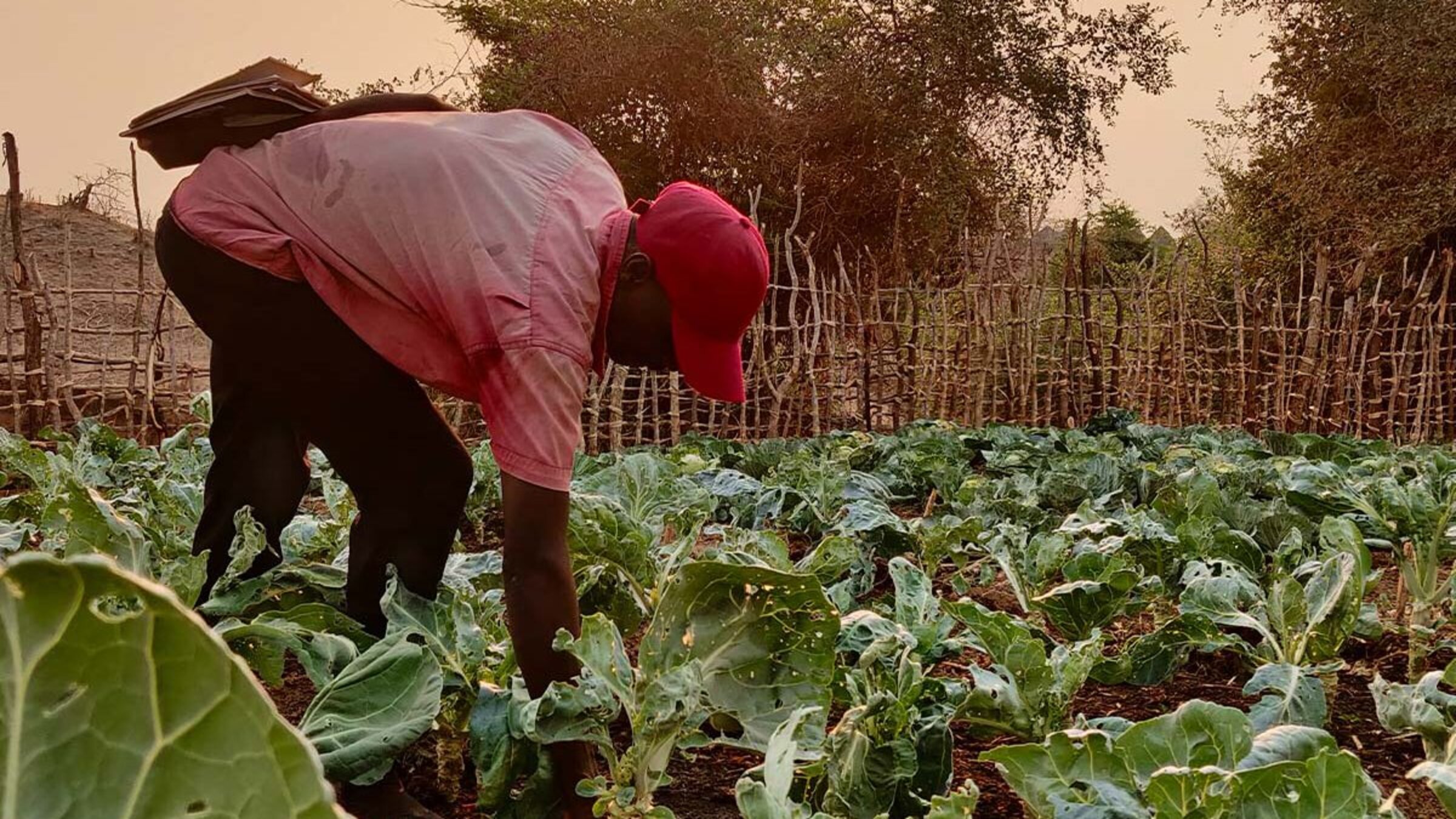 Kleinbauer Moses Makombe aus Simbabwe auf seinem Feld.
