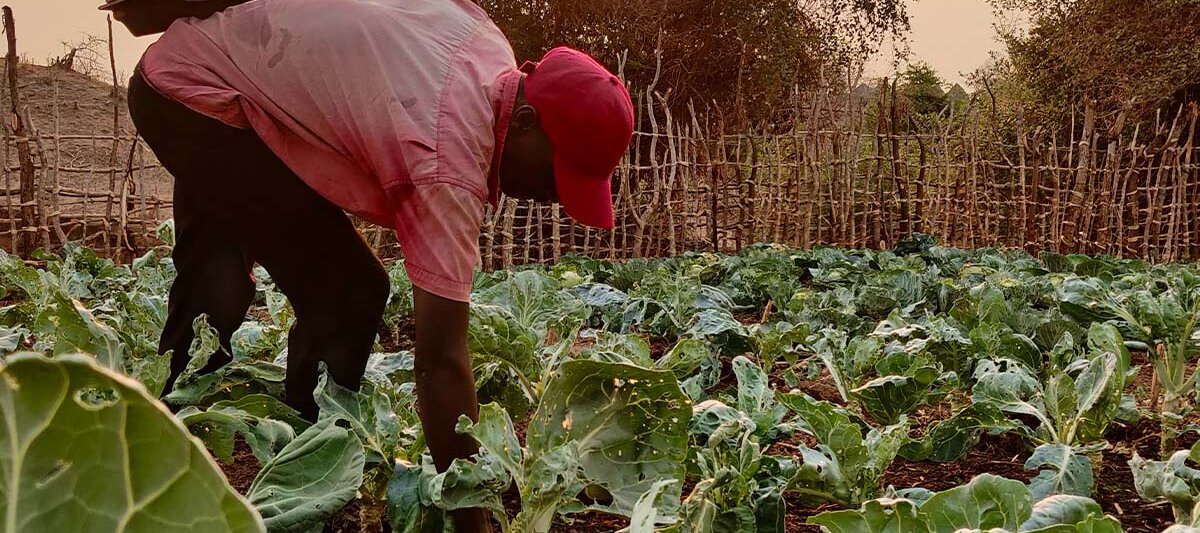 Kleinbauer Moses Makombe aus Simbabwe auf seinem Feld.