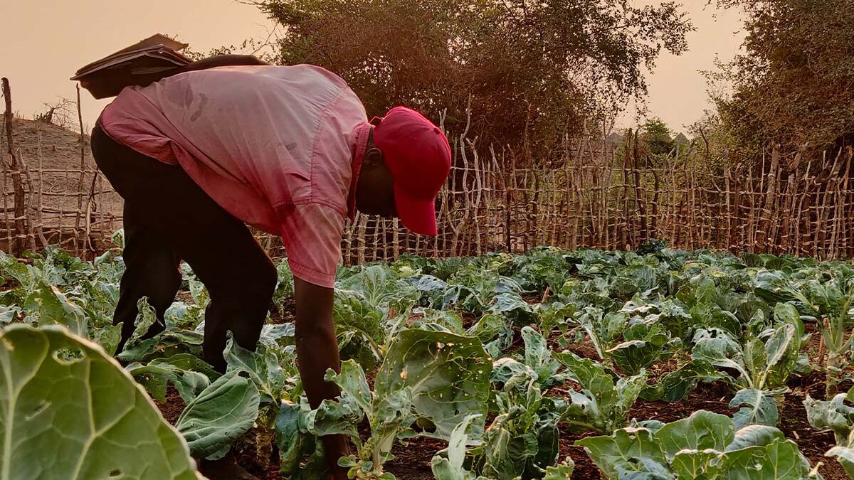 Kleinbauer Moses Makombe aus Simbabwe auf seinem Feld.