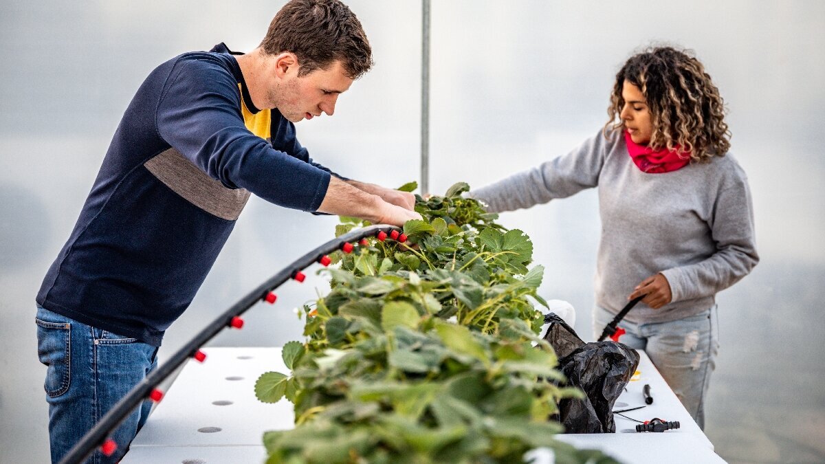 Urban Gardening in Jordanien
