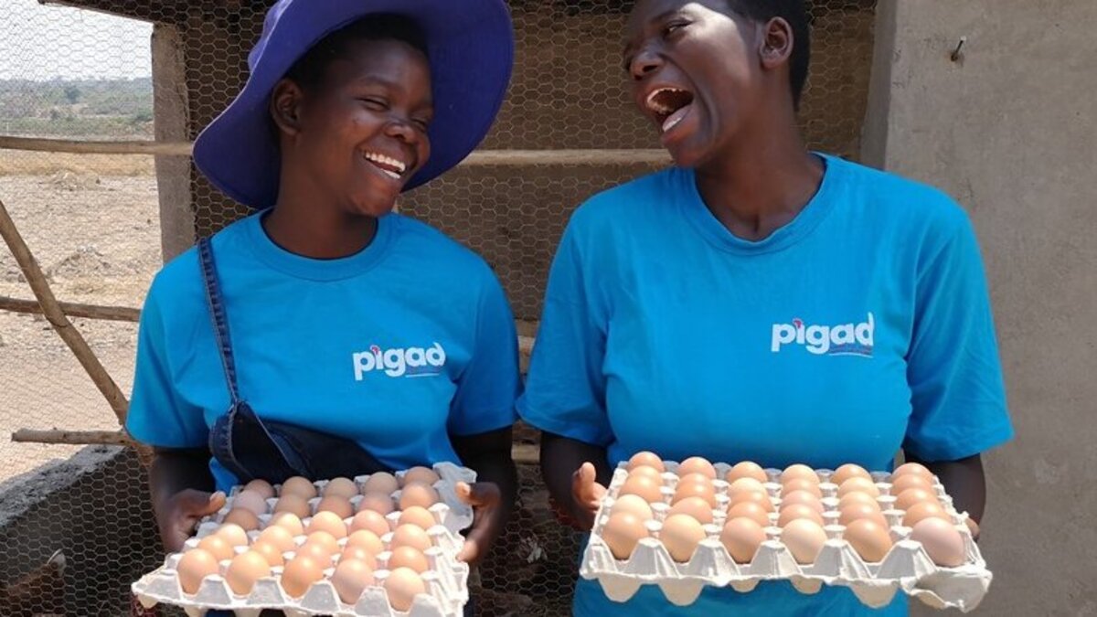 In Zimbabwe, we work closely with "pigad". In Zimbabwe, we work closely with "pigad".